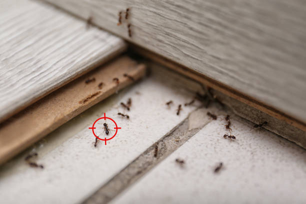 Best Local Pest Control Services  in Richmond, VA